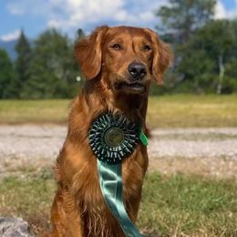 Poncho - Golden Retriever