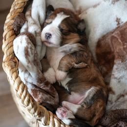Caramel - Sable female Bernedoodle puppy in Delta, Pennsylvania from KEE Bernedoodles