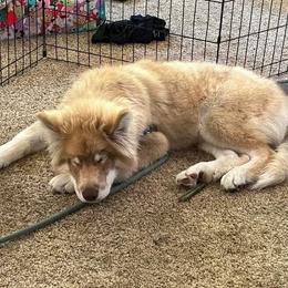 Native American Indian Dog Puppies from Corn Moon Kennels: a member of the Native American Indian Dog Preservation Project
