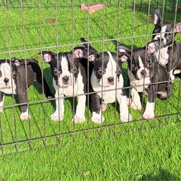 Vince - Black and white male Boston Terrier puppy in Fillmore, Illinois from Wind Hill Puppies