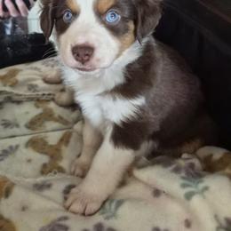 Coonie - Red tri-color female Miniature American Shepherd puppy in Marshfield, Missouri from Tntowne Miniature American Shepherds