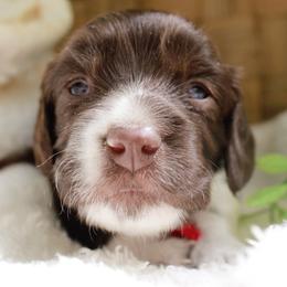 Pink - Piebald female Dachshund puppy in Allons, Tennessee from Amber's Flock Homestead