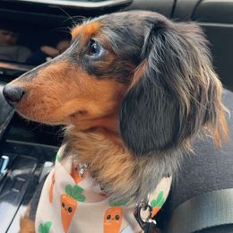 Ace - Dachshund