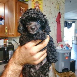 Poodle Puppies from Joanies Poodles