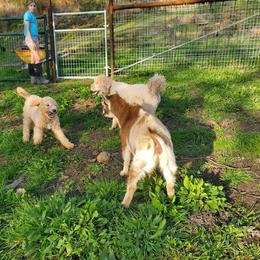 Goldendoodle Puppies from Golden Valley Doodles