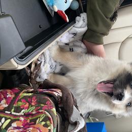 Pomsky and Siberian Husky Puppies from Pine and Sea Pomskies