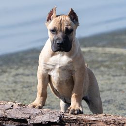 Fan girl 2 - Fawn Perro de Presa Canario puppy in Leitchfield, Kentucky from Rey Gladiador Presa Canario