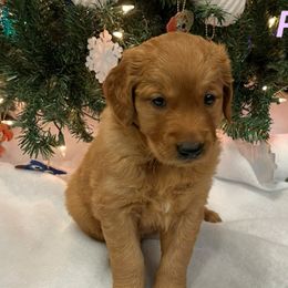 Golden Retrievers from STAT: Service Therapy Alert Training