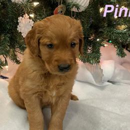 Golden Retrievers from STAT: Service Therapy Alert Training