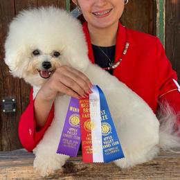 Margarita - Bichon Frise