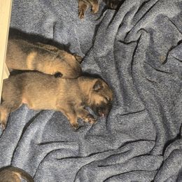 Girl 1 - Sable female German Shepherd puppy in Oconomowoc, Wisconsin from Vom Haus Borchardt