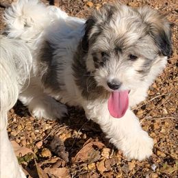 Dale - Tri-color male Coton de Tulear puppy in Mead, Oklahoma from Bar W Cotons