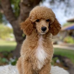 Poodle Puppies from Neely Family Poodles