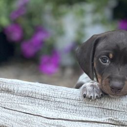 Dachshunds from Penny Huxtable