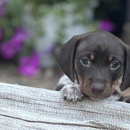 Dachshunds from Penny Huxtable