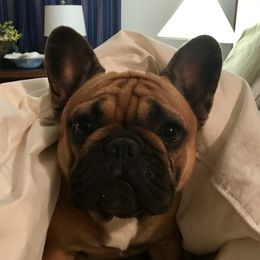 Scarlett - French Bulldog