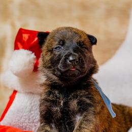 Denim - Gold brindle male Dutch Shepherd puppy in Auburn, Georgia from Faberge Hollandse Herdershond