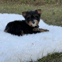 Teddy Poo - Black and tan male Yorkshire Terrier puppy in Naples, Florida from 🤎 Dreaming Puppies 🐶