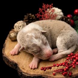 Male 5 - Red merle male Border Collie puppy in Oxford, Florida from RSR Border Collies