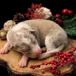 Male 5 - Red merle male Border Collie puppy in Oxford, Florida from RSR Border Collies