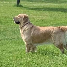 Golden Retrievers from Julie's Golden Retrievers