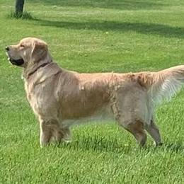 Golden Retrievers from Julie's Golden Retrievers