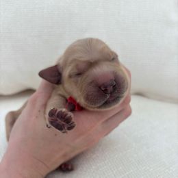 Rudolph (Rudy) - Dark golden male Golden Retriever puppy in Alliance, Ohio from Mount Olive Doodles