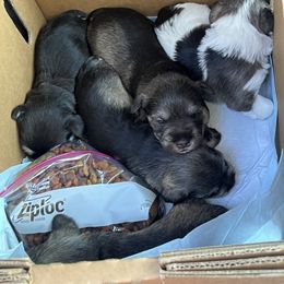 Miniature Schnauzers from Haley Boutwell