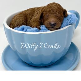 Willy Wonka - Red  male Goldendoodle puppy in State Road, North Carolina from Must Love Doodles