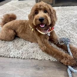 Poppy - Goldendoodle
