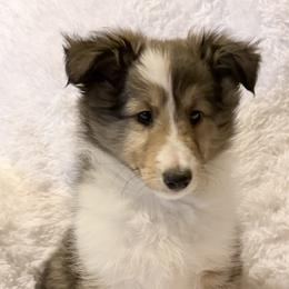 Male 2 - Sable and white male Shetland Sheepdog puppy in Hobbs, New Mexico from Kailyn Shelties
