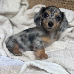 Benji -read description please - Black and tan male Dachshund puppy in Duncanville, Alabama from Bear Creek Dachshunds