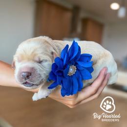Girl 2 - female Goldendoodle puppy in Utah County, Utah from Big Hearted Breeders
