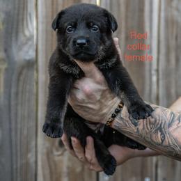 Red Collar Girl - Bi-color female German Shepherd puppy in Universal City, Texas from Jaxinhaus German Shepherds