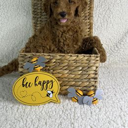 Lewis - Red male Irish Doodle puppy in Galloway, Florida from Heavenly Poodles