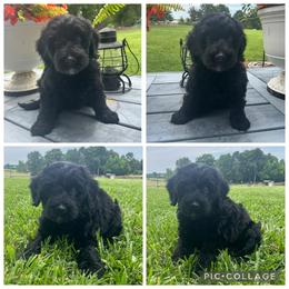 Black Girl - Black female Goldendoodle puppy in Lancaster, South Carolina from Silver Hill Farm SC