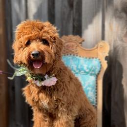Maya - Australian Labradoodle