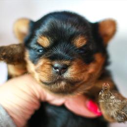 Yorkshire Terrier Puppies from Essence of Grace Yorkies