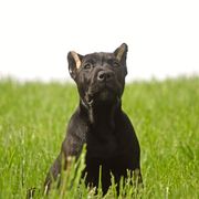 Lydia (pink collar) - Black Perro de Presa Canario puppy in Defiance, Missouri from Wounded Bear Presa Canario
