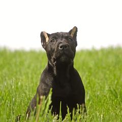 Lydia (pink collar) - Black Perro de Presa Canario puppy in Defiance, Missouri from Wounded Bear Presa Canario