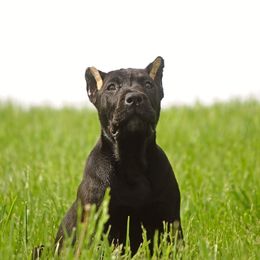 Lydia (pink collar) - Black Perro de Presa Canario puppy in Defiance, Missouri from Wounded Bear Presa Canario