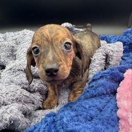 Boy 2 BRINDLE SMOOTH - Brindle male Dachshund puppy in Spanaway, Washington from 11 Oaks Kennels