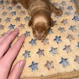 Only - Cream female Dachshund puppy in Topeka, Kansas from CJs Dachshunds