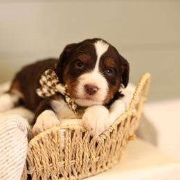 Chocolate tri - male Australian Mountain Doodle puppy in Spanish Fork, Utah from Little Puppy Co.
