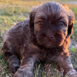 Male 3 - Silver sable male Havanese puppy in Douglas, Georgia from Huffer Hounds and Havanese