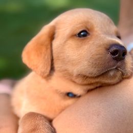 Duke of Canterbridge - Yellow male Labrador Retriever puppy in Richmond, Maine from King K9 Academy