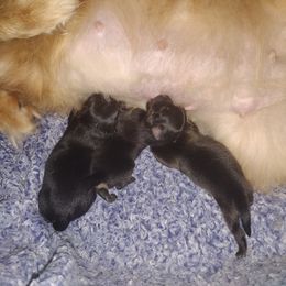 Pomeranian Puppies from Willy the Pomeranian Stud and Lilly's puppies