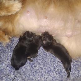 Pomeranian Puppies from Willy the Pomeranian Stud and Lilly's puppies