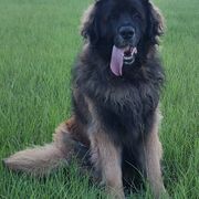 Leonbergers from Starfire Leonbergers
