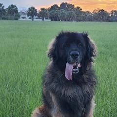 Leonbergers from Starfire Leonbergers